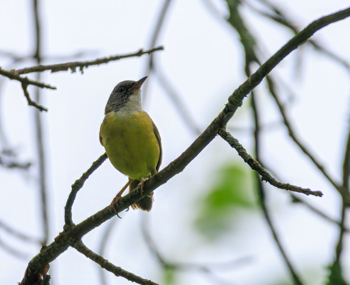 Mourning Warbler x Common Yellowthroat (hybrid) - ML638680120