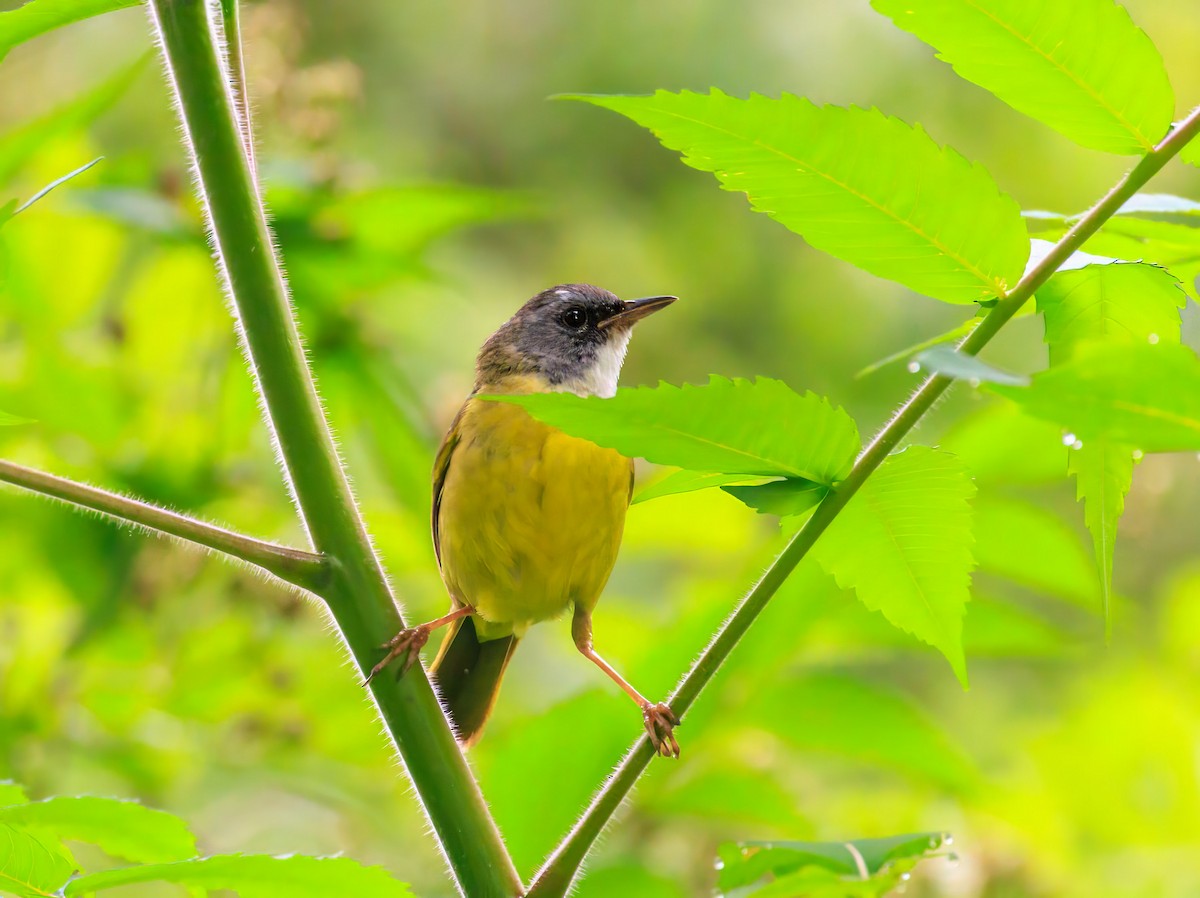 Mourning Warbler x Common Yellowthroat (hybrid) - ML638680125