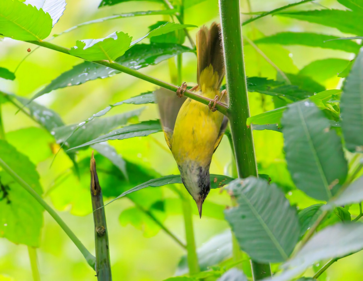 Mourning Warbler x Common Yellowthroat (hybrid) - ML638680126