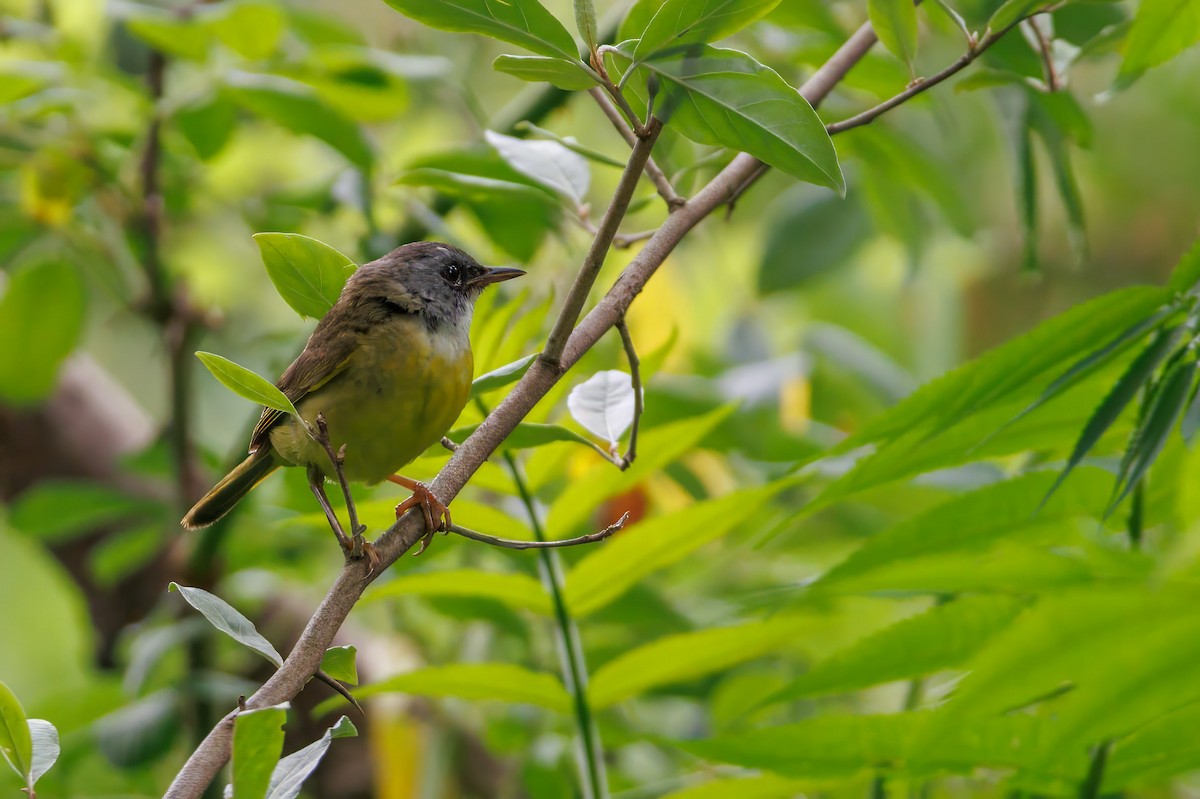Mourning Warbler x Common Yellowthroat (hybrid) - ML638680127