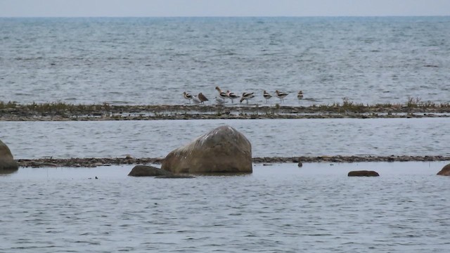 Avoceta Americana - ML638680144