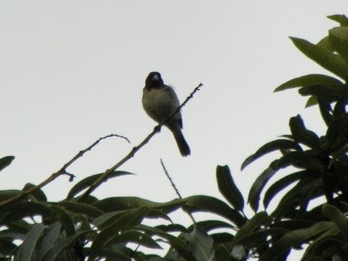 Yellow-bellied Seedeater - ML638680157