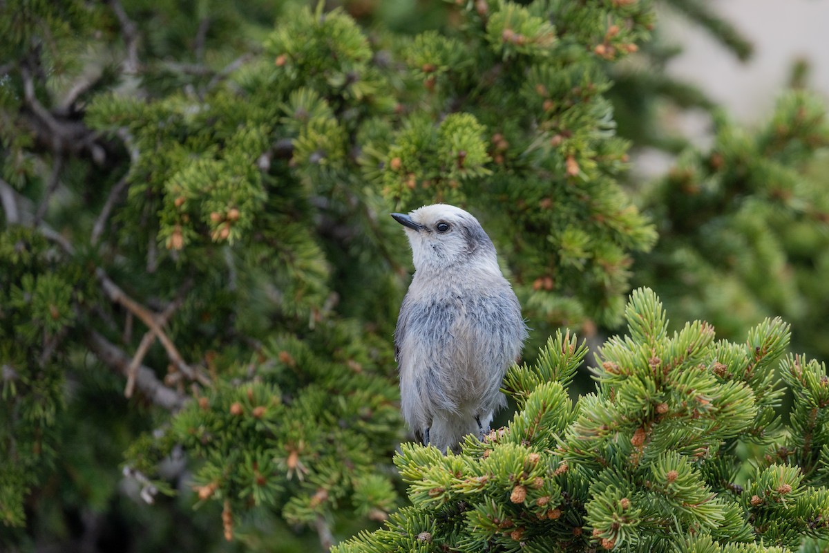 Canada Jay - ML638680229