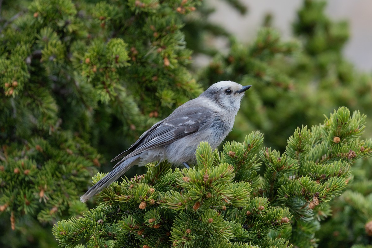 Canada Jay - ML638680230