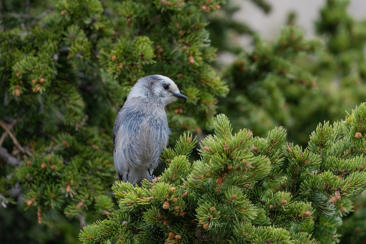 Canada Jay - ML638680231