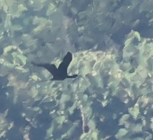 Гялаан билүүс - ML638680247