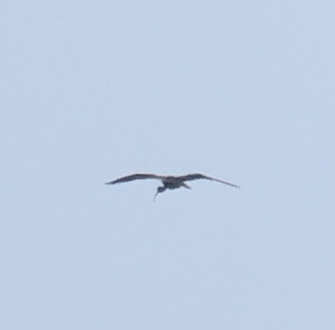 Гялаан билүүс - ML638680249