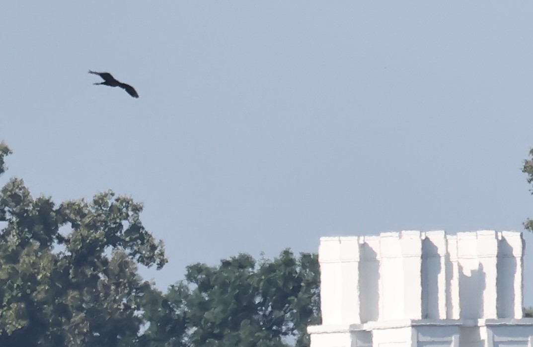 Гялаан билүүс - ML638680250