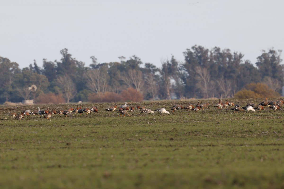 Ashy-headed Goose - ML638680379