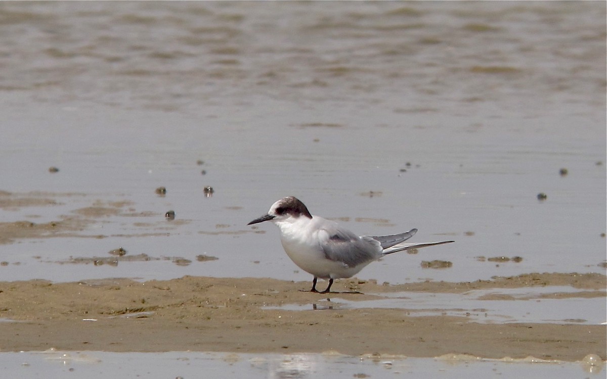 Arctic Tern - ML638680387