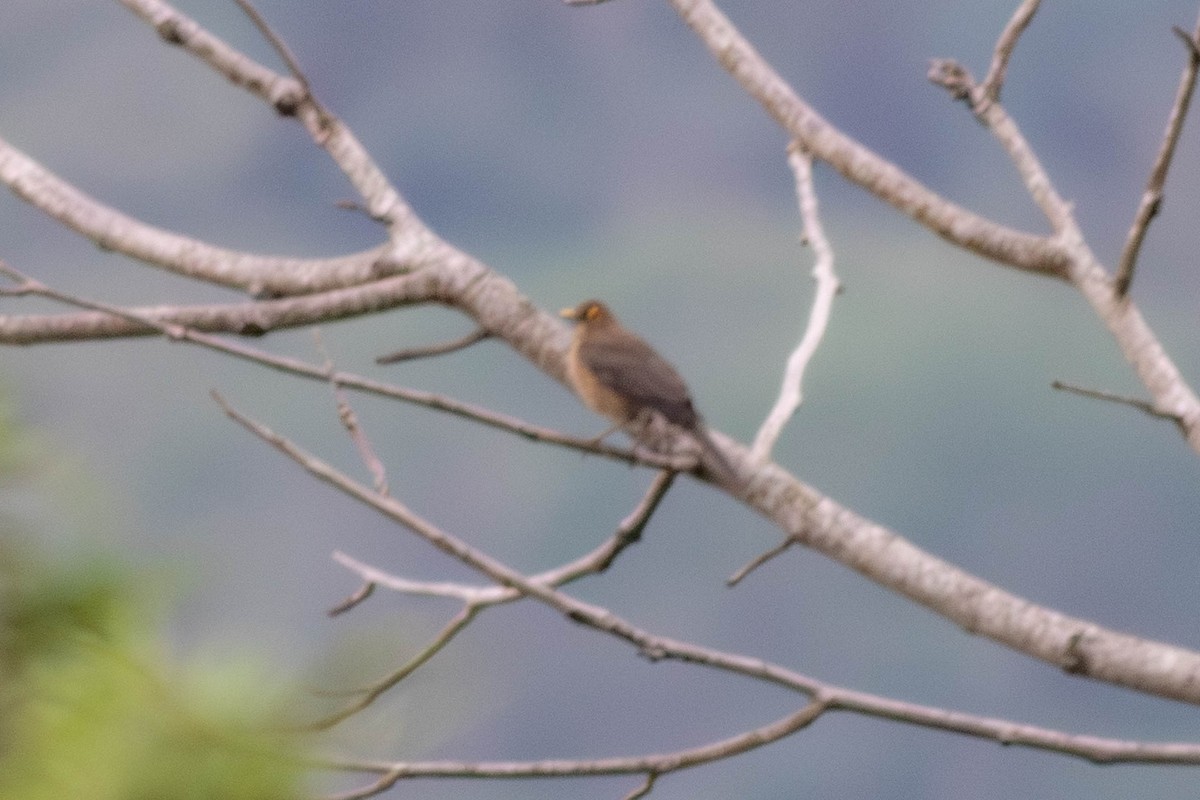 Spectacled Thrush - ML638680460