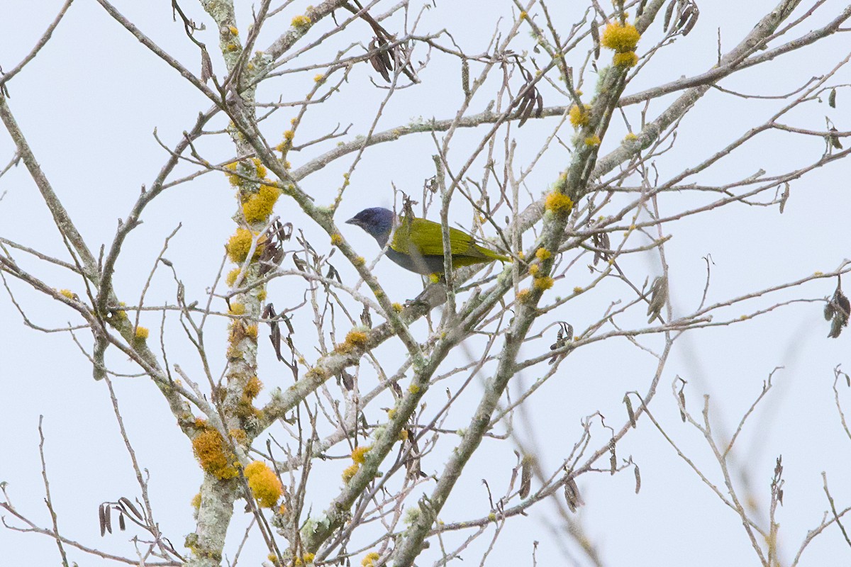 Blue-capped Tanager - ML638680482