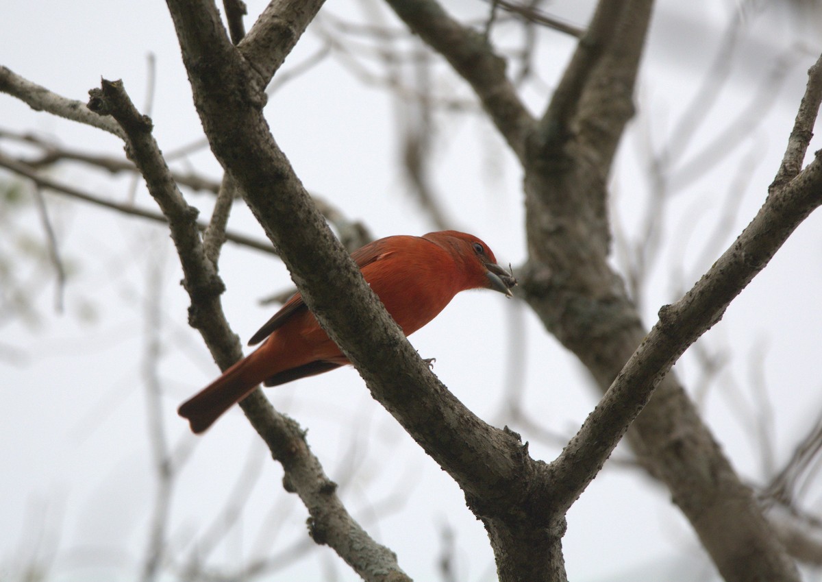 Hepatic Tanager - ML638680499