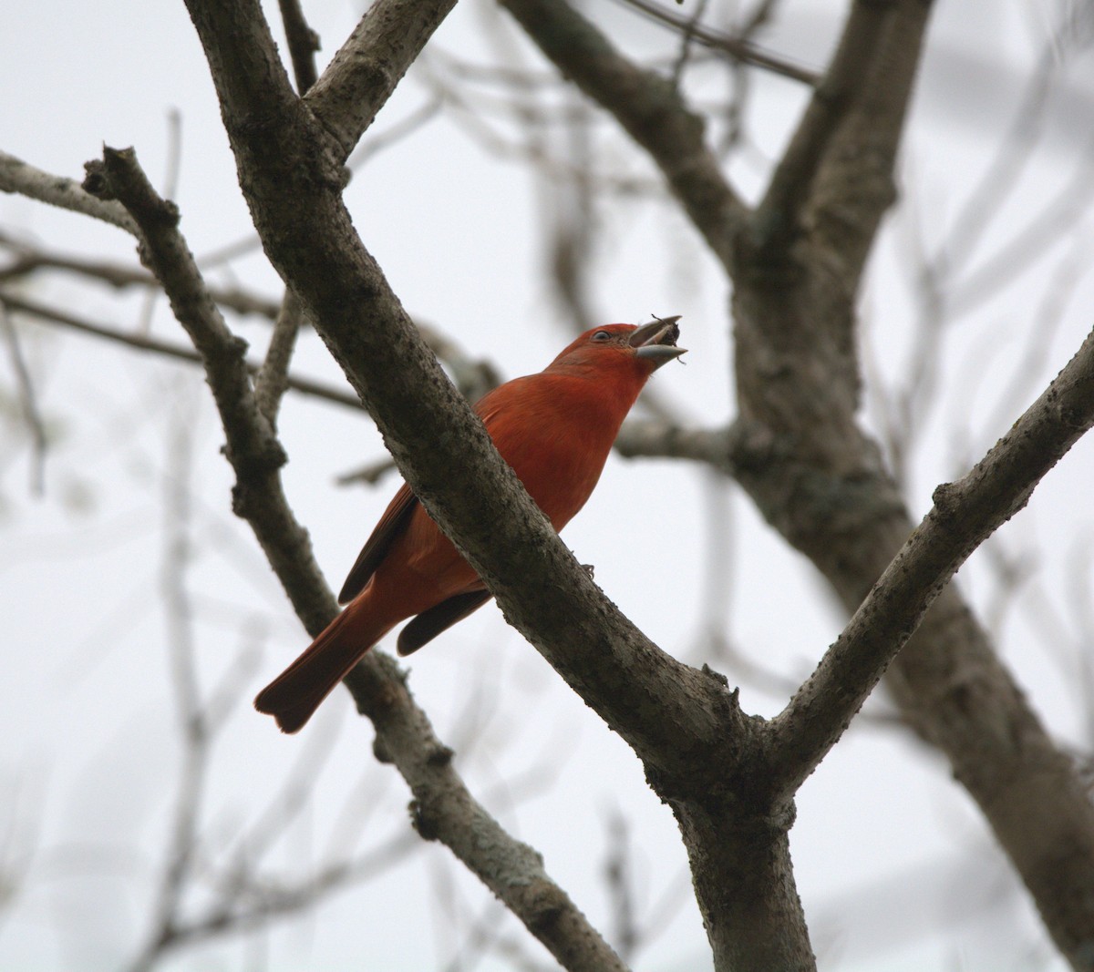 Hepatic Tanager - ML638680503