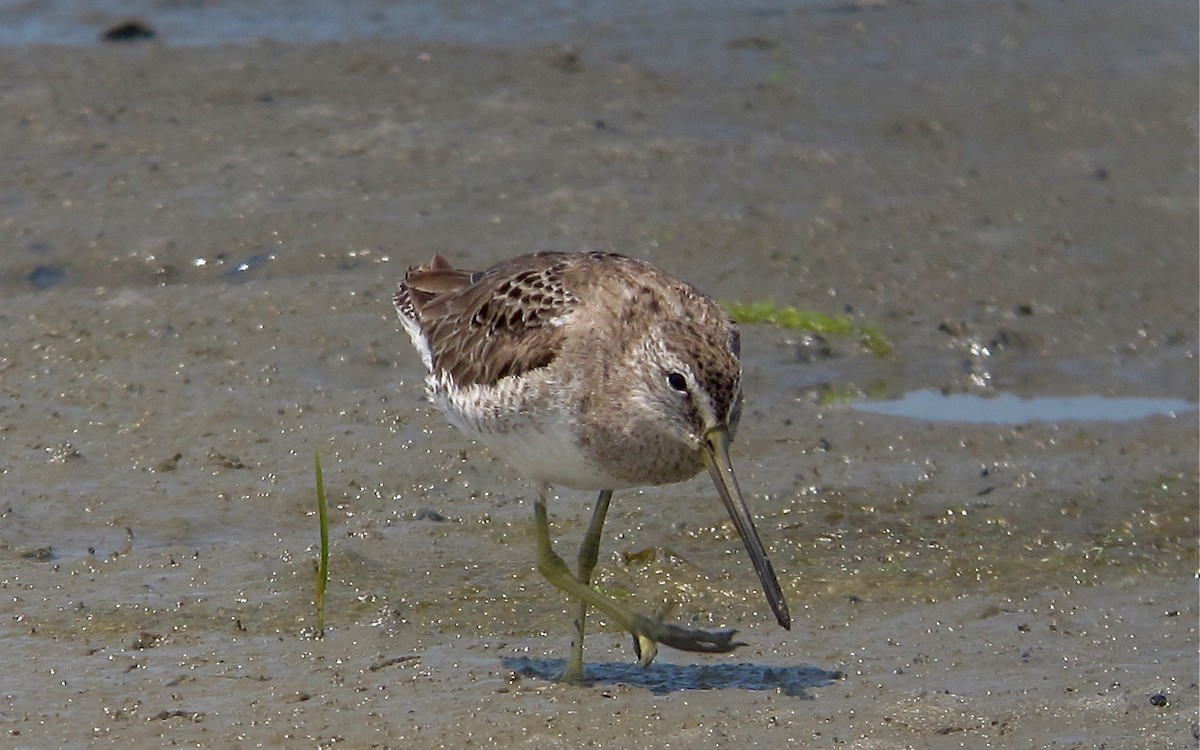 Short-billed Dowitcher - ML638680529