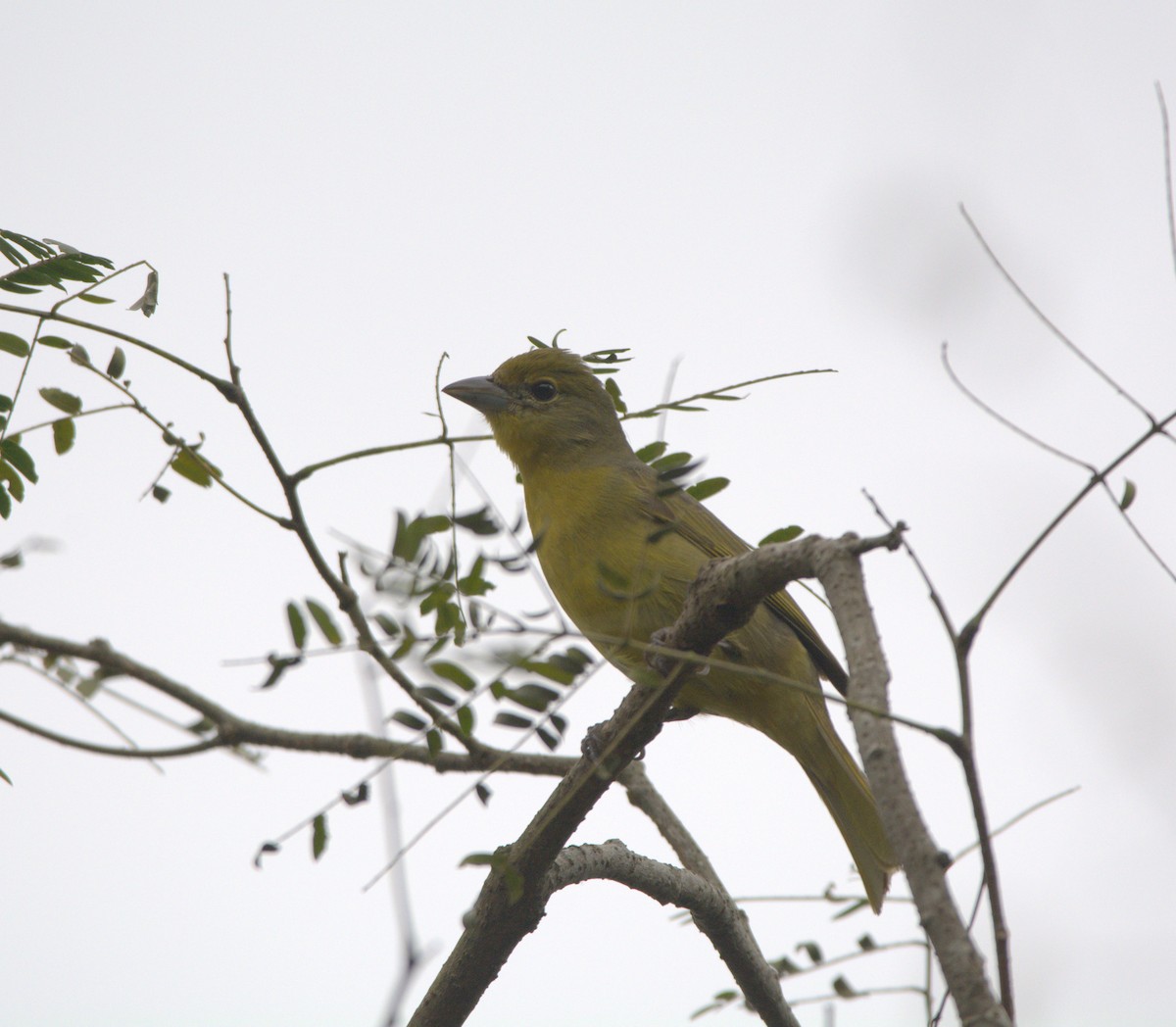 Hepatic Tanager - ML638680537