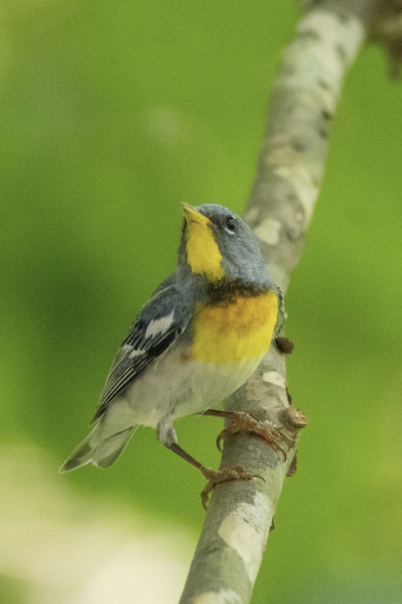 Northern Parula - ML638680597