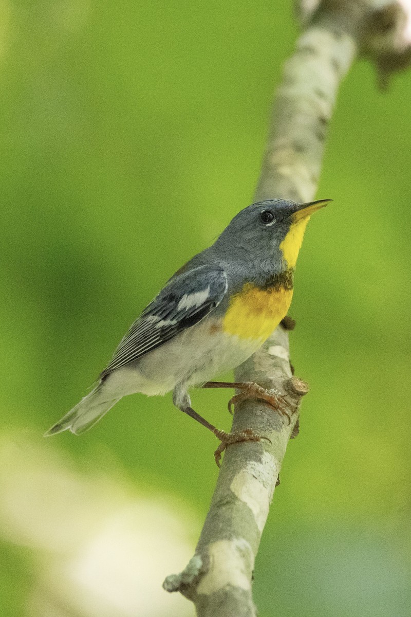 Northern Parula - ML638680600