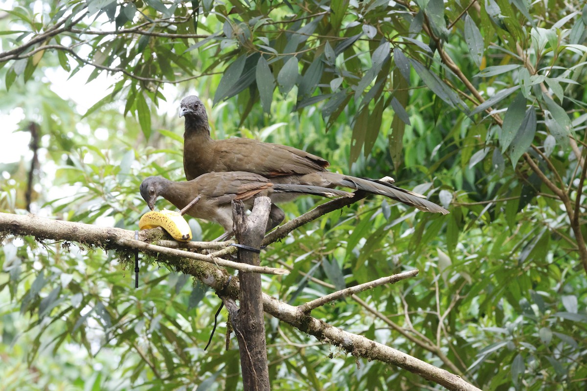 Gray-headed Chachalaca - ML638680702