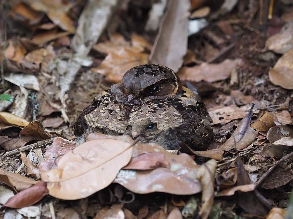 Collared Nightjar - ML638680715