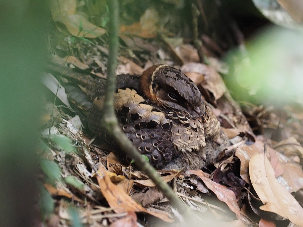Collared Nightjar - ML638680717