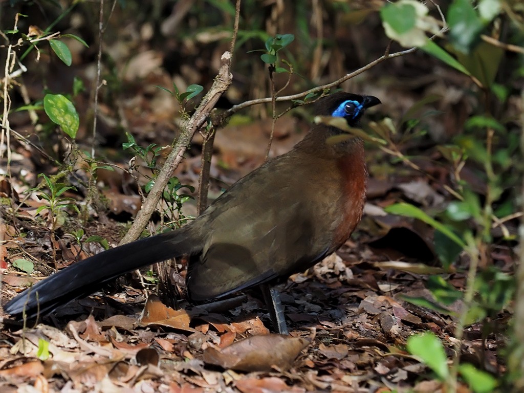 Red-breasted Coua - ML638680730