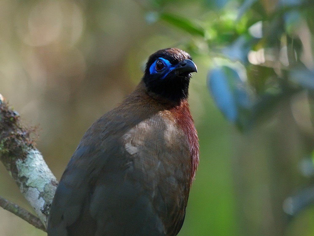 Red-breasted Coua - ML638680731