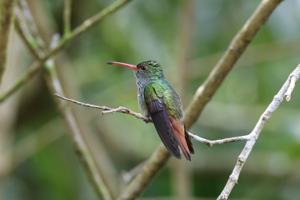 Rufous-tailed Hummingbird - ML638680744