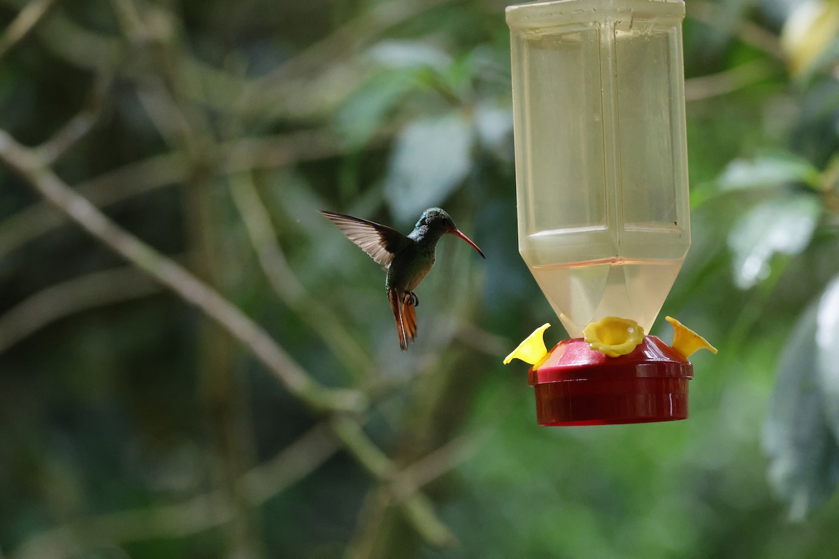 Rufous-tailed Hummingbird - ML638680750