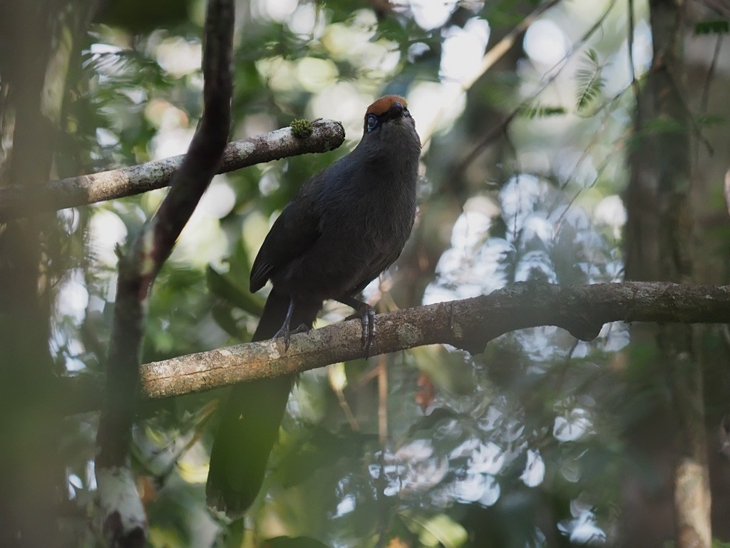 Red-fronted Coua - ML638680756