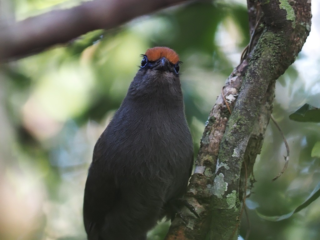 Red-fronted Coua - ML638680757