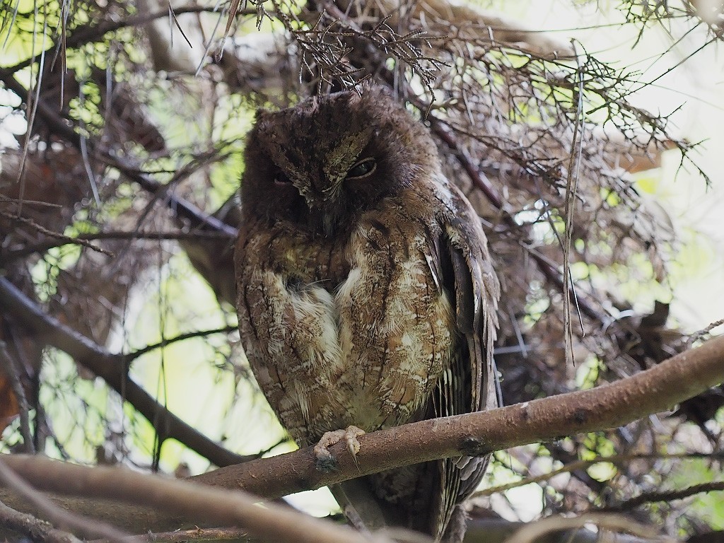 Madagascar Scops-Owl (Rainforest) - ML638680766