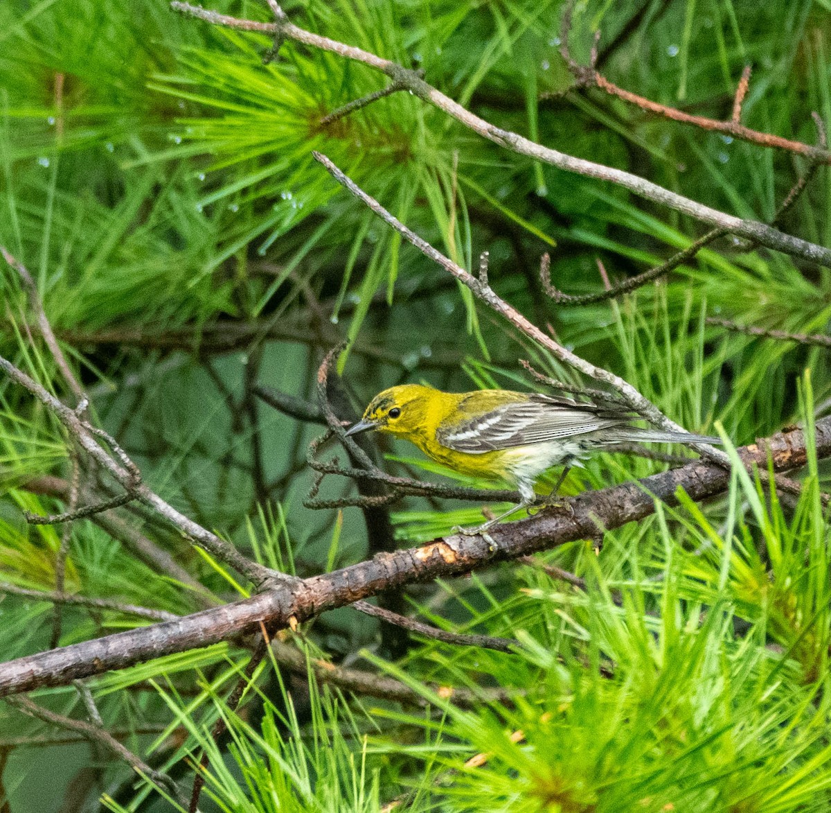 Pine Warbler - ML638680784
