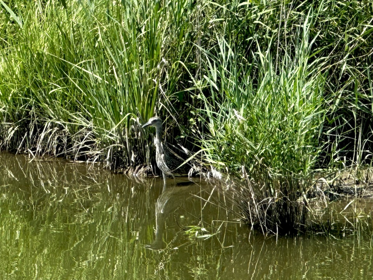 Yellow-crowned Night Heron - ML638681009