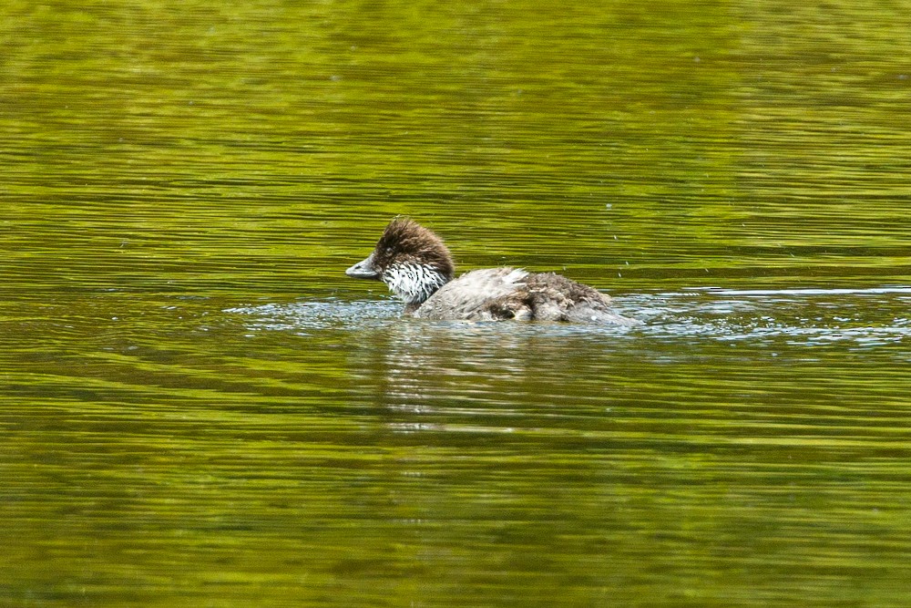Barrow's Goldeneye - ML638681056