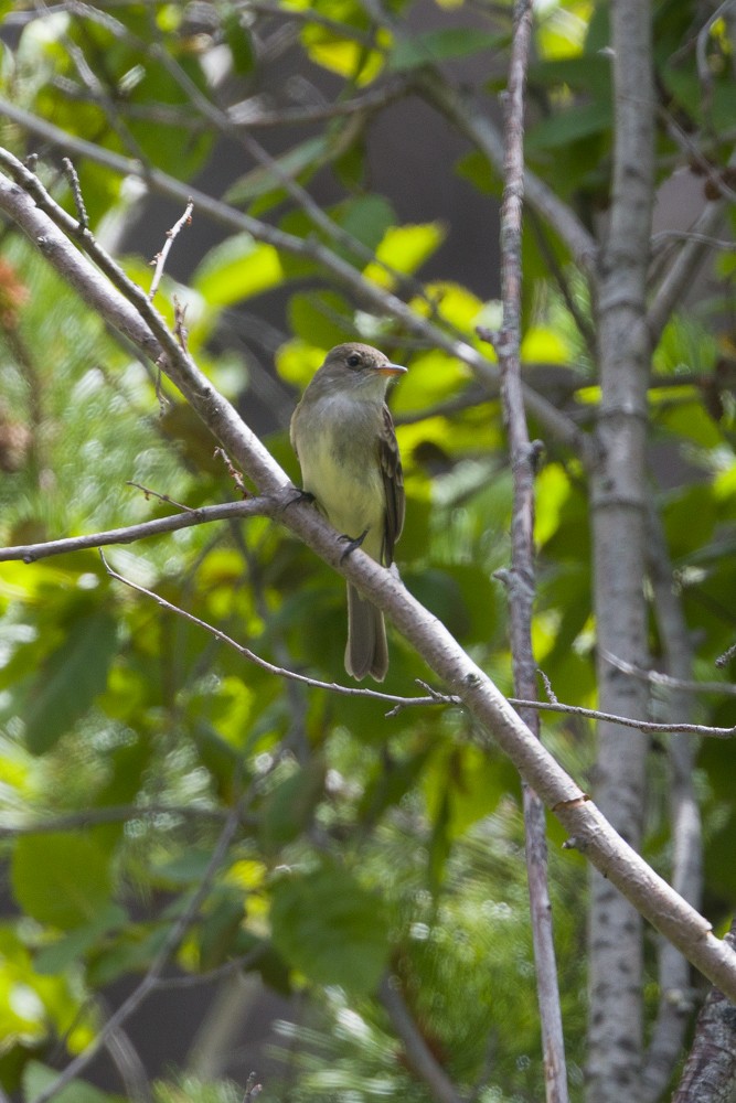 Willow Flycatcher - ML638681063