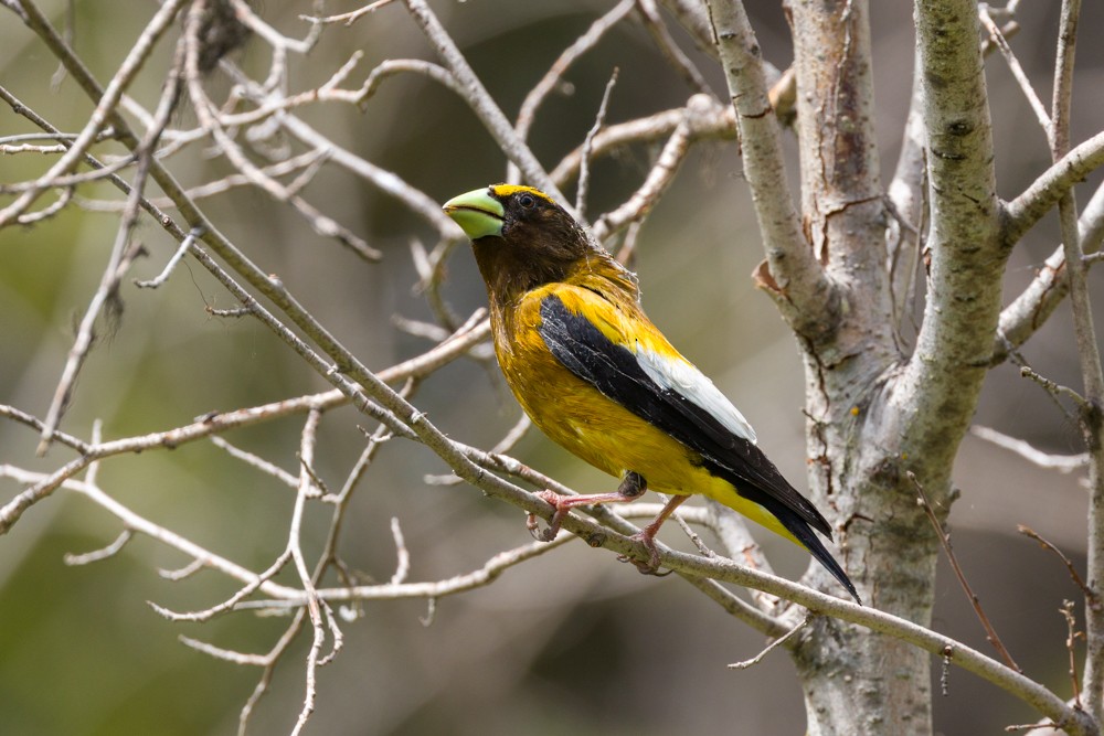 Evening Grosbeak - ML638681067