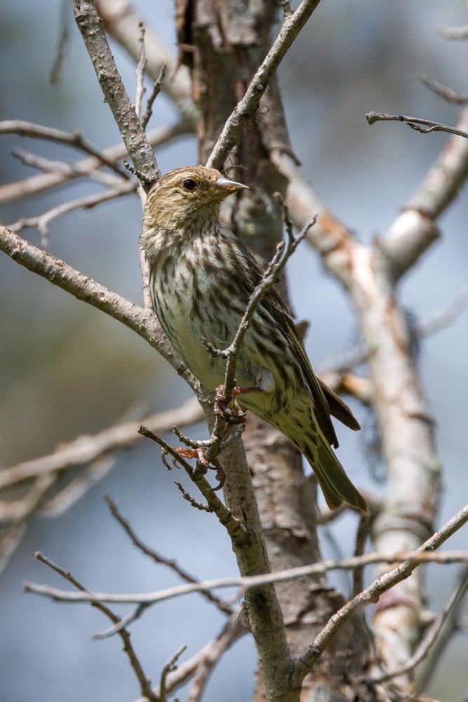 Pine Siskin - ML638681069