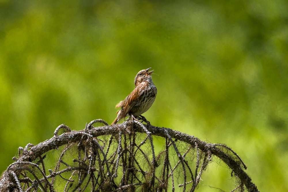Song Sparrow - ML638681072