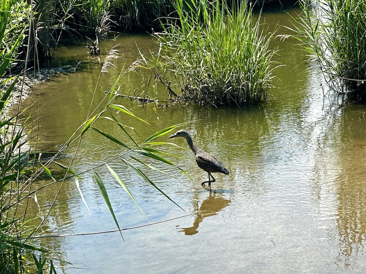 Yellow-crowned Night Heron - ML638681095