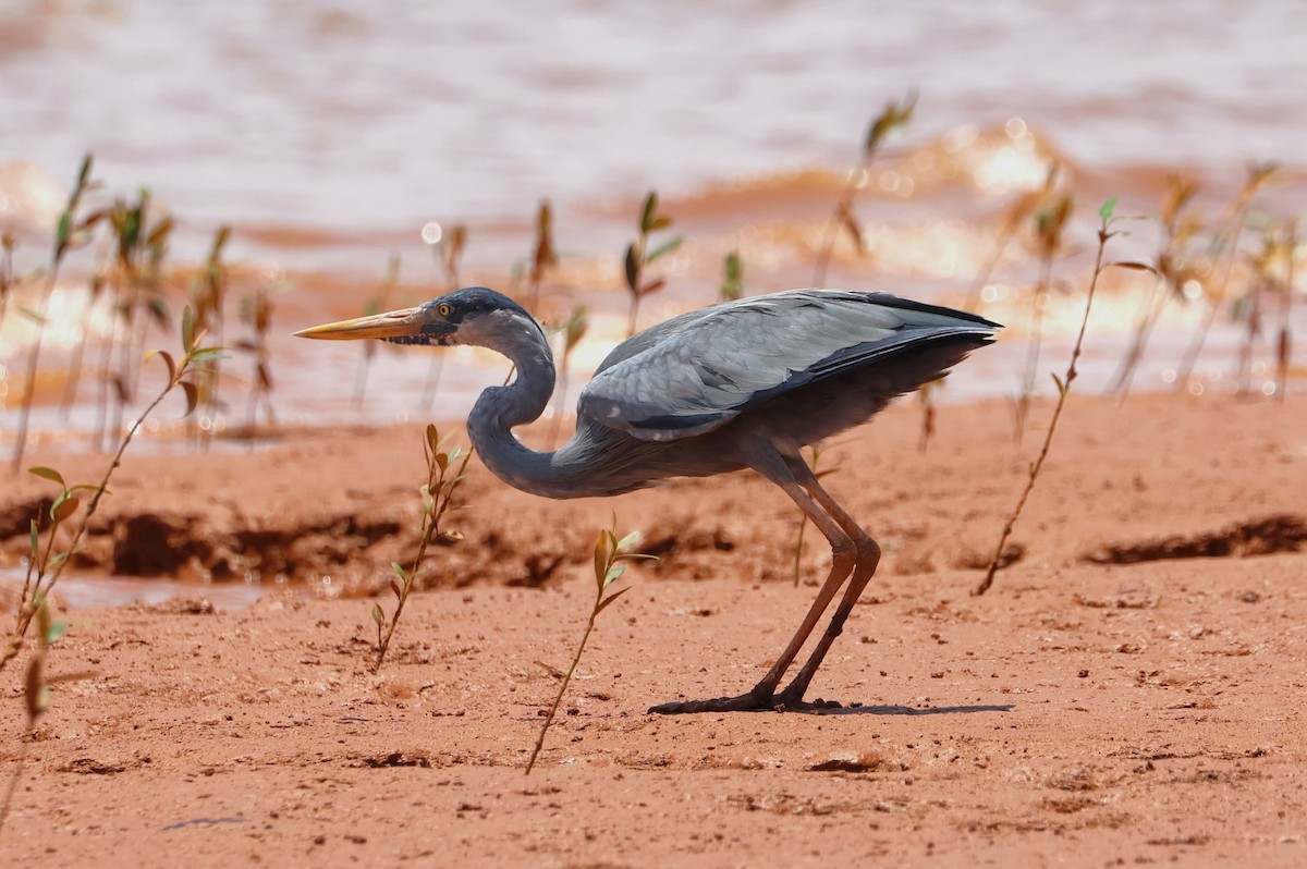 Humblot's Heron - ML638681109