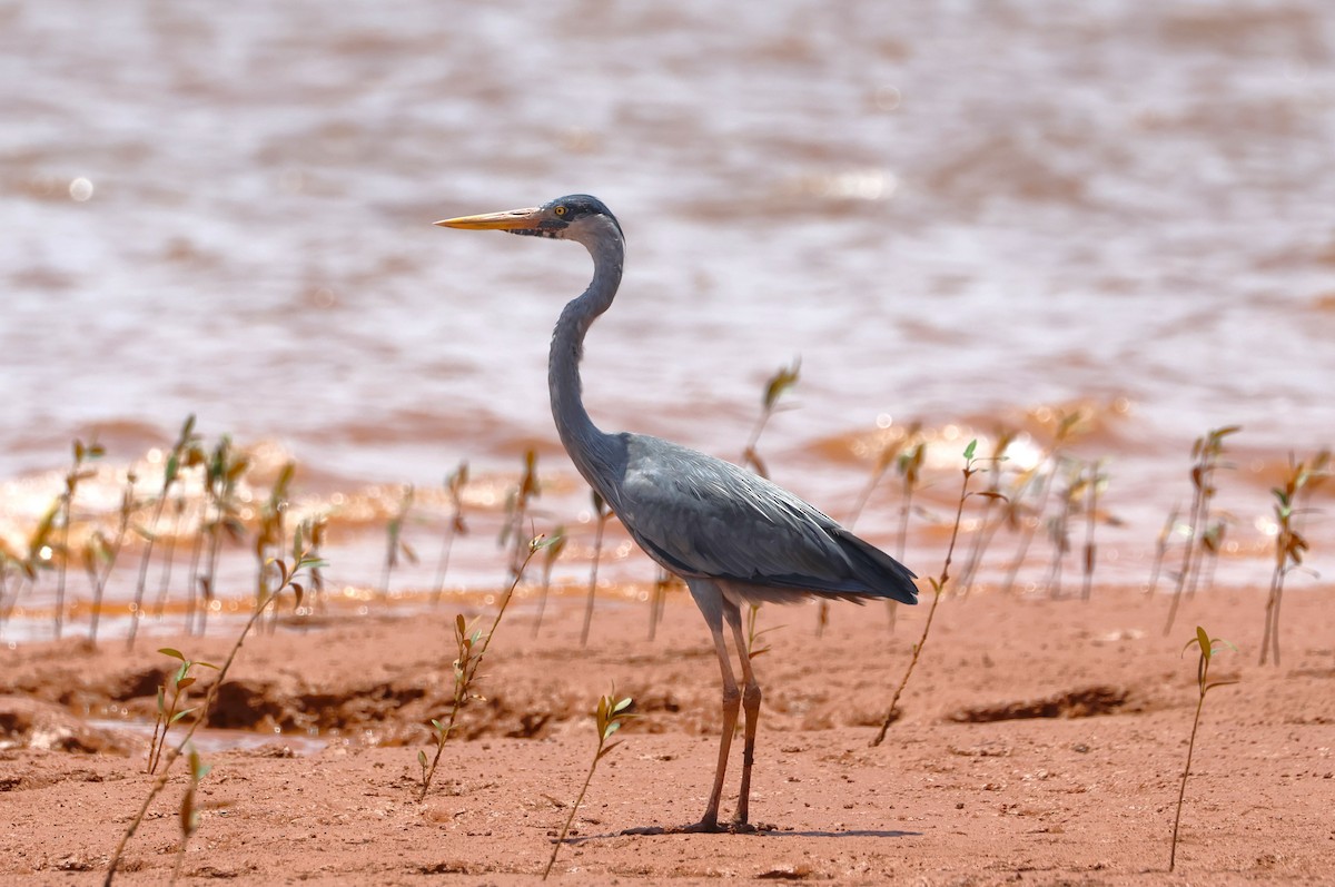 Humblot's Heron - ML638681111