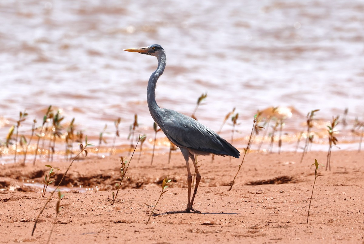 Humblot's Heron - ML638681112