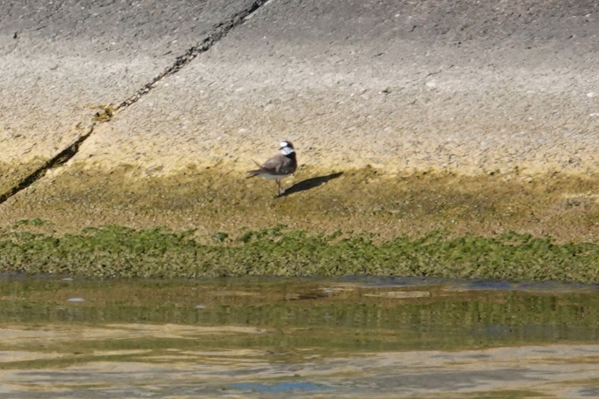 Pluvier petit-gravelot - ML638681117