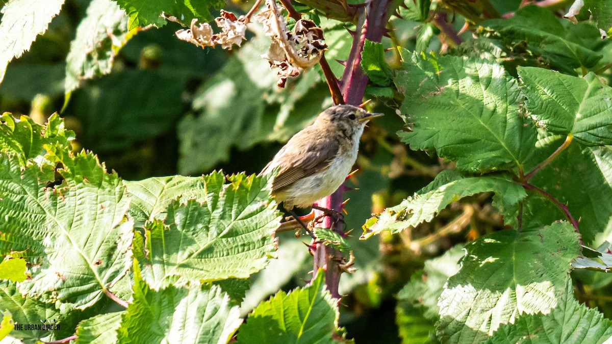 Common Chiffchaff - ML638681131