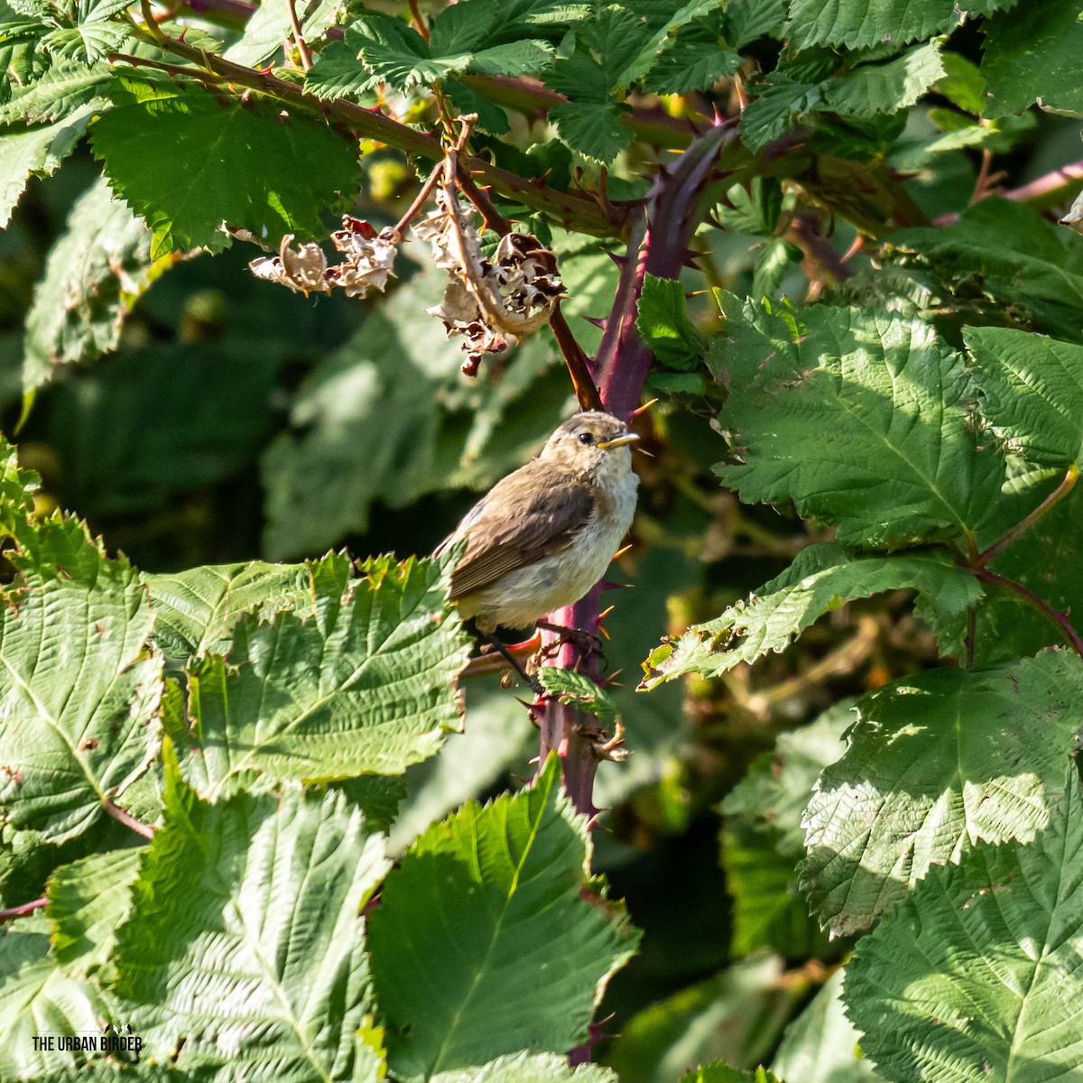 Common Chiffchaff - ML638681132