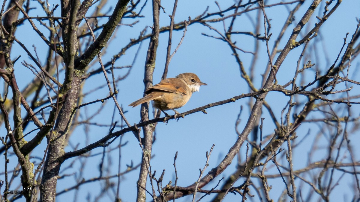 Greater Whitethroat - ML638681149