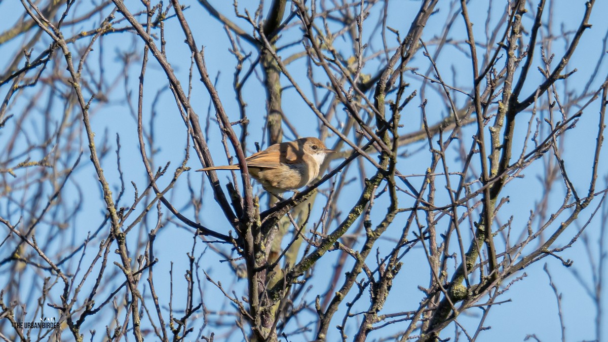 Greater Whitethroat - ML638681150