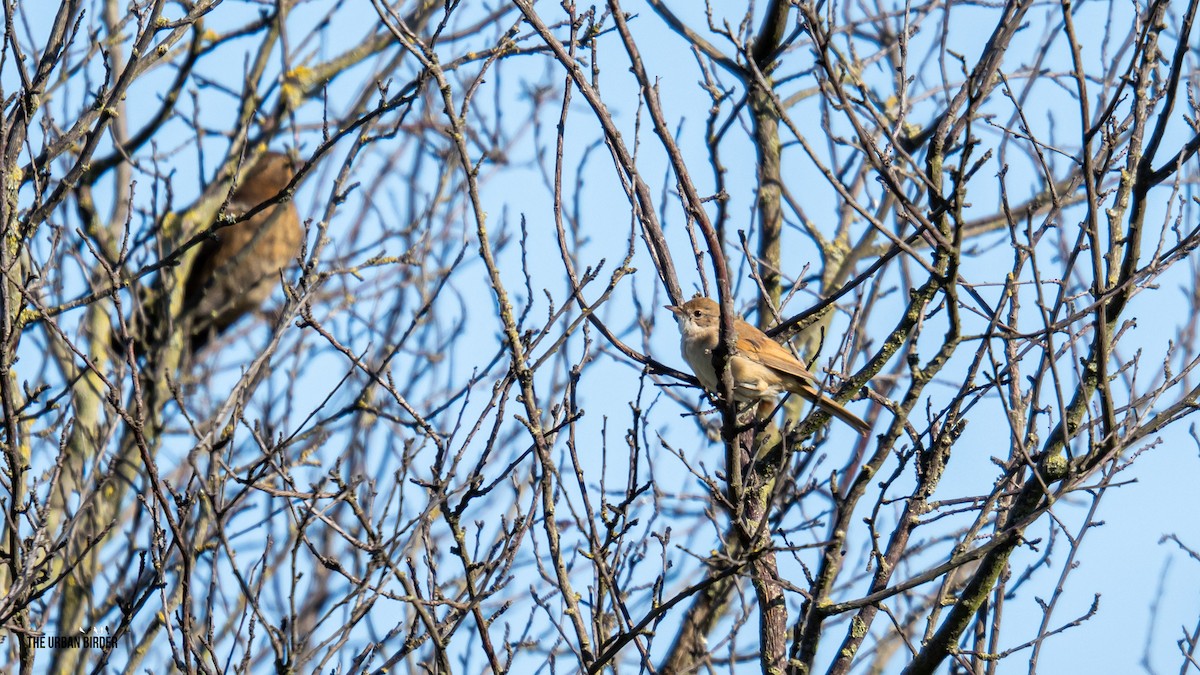 Greater Whitethroat - ML638681151