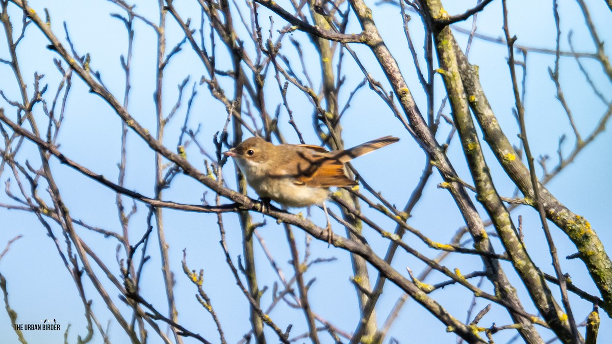 Greater Whitethroat - ML638681161